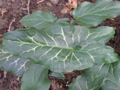 Arum italicum subsp. italicum 'XXL'